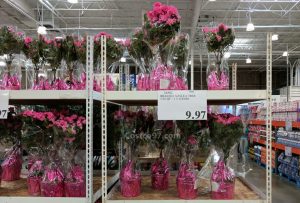 Braided Azalea Tree - 24582