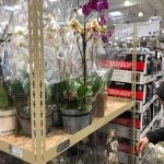 Orchid Garden - 1143477