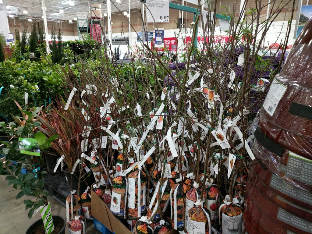 Semi-Dwarf Fruit Trees