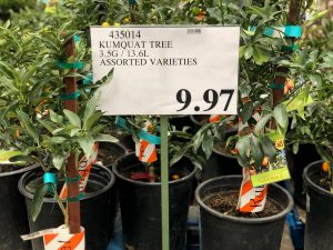 KumquatTree-435014