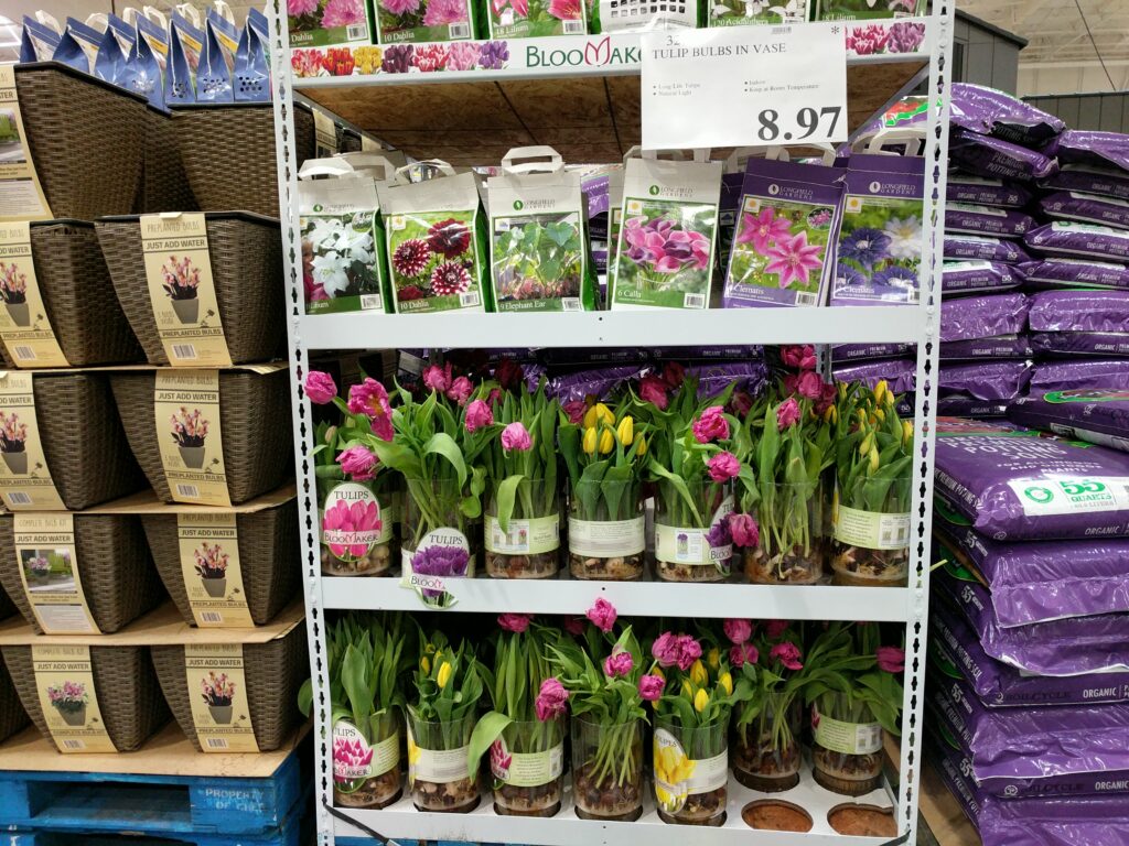 Bloomaker Tulip Bulbs in Vase