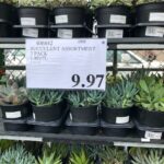 Succulent Assortment