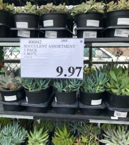 Succulent Assortment