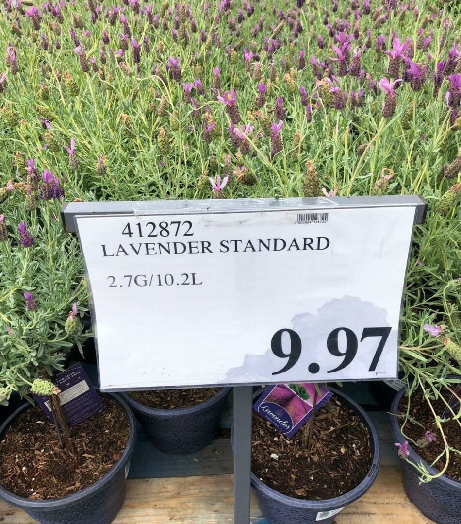 Lavender Plant