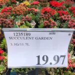 Succulent Garden - 1235189
