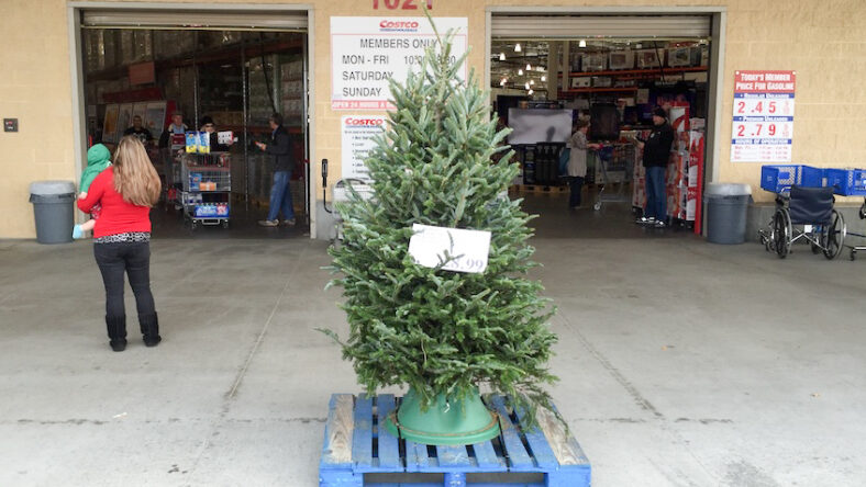 Costco Real Fresh-Cut Christmas Tree