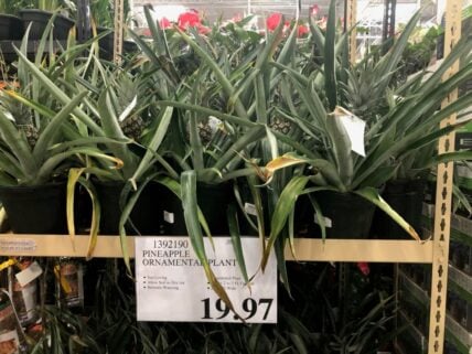 PineappleOrnamentalPlant-1392190