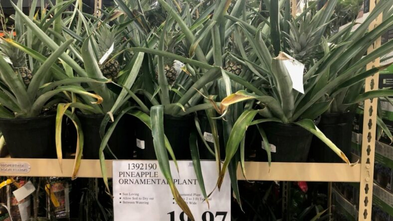 PineappleOrnamentalPlant-1392190