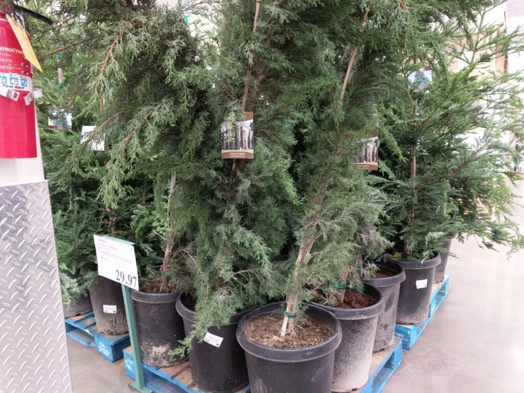 Italian Cypress Trees 10 Gal