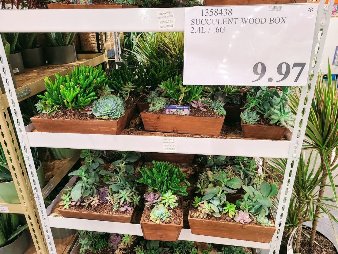 SucculentWoodBox-1358438