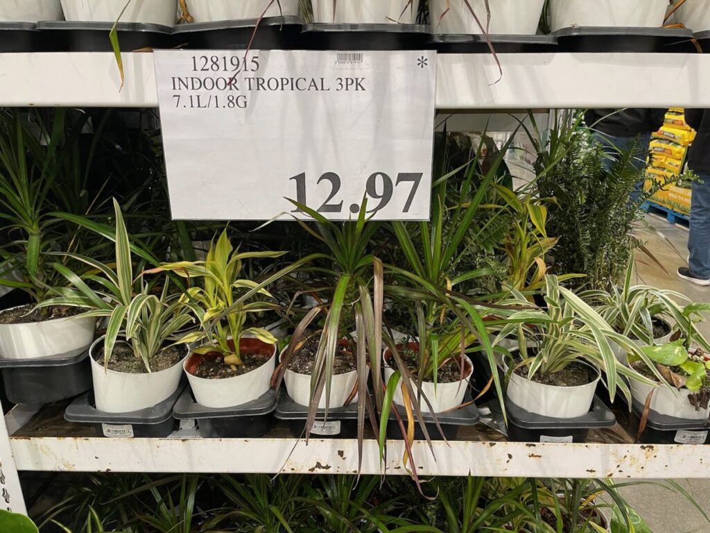 Indoor Tropical Plants 3Pack