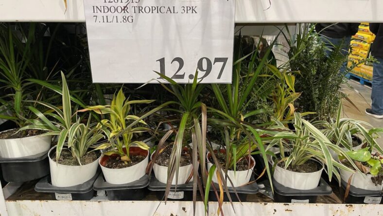 Indoor-Tropical-Plant-3pack-1281915