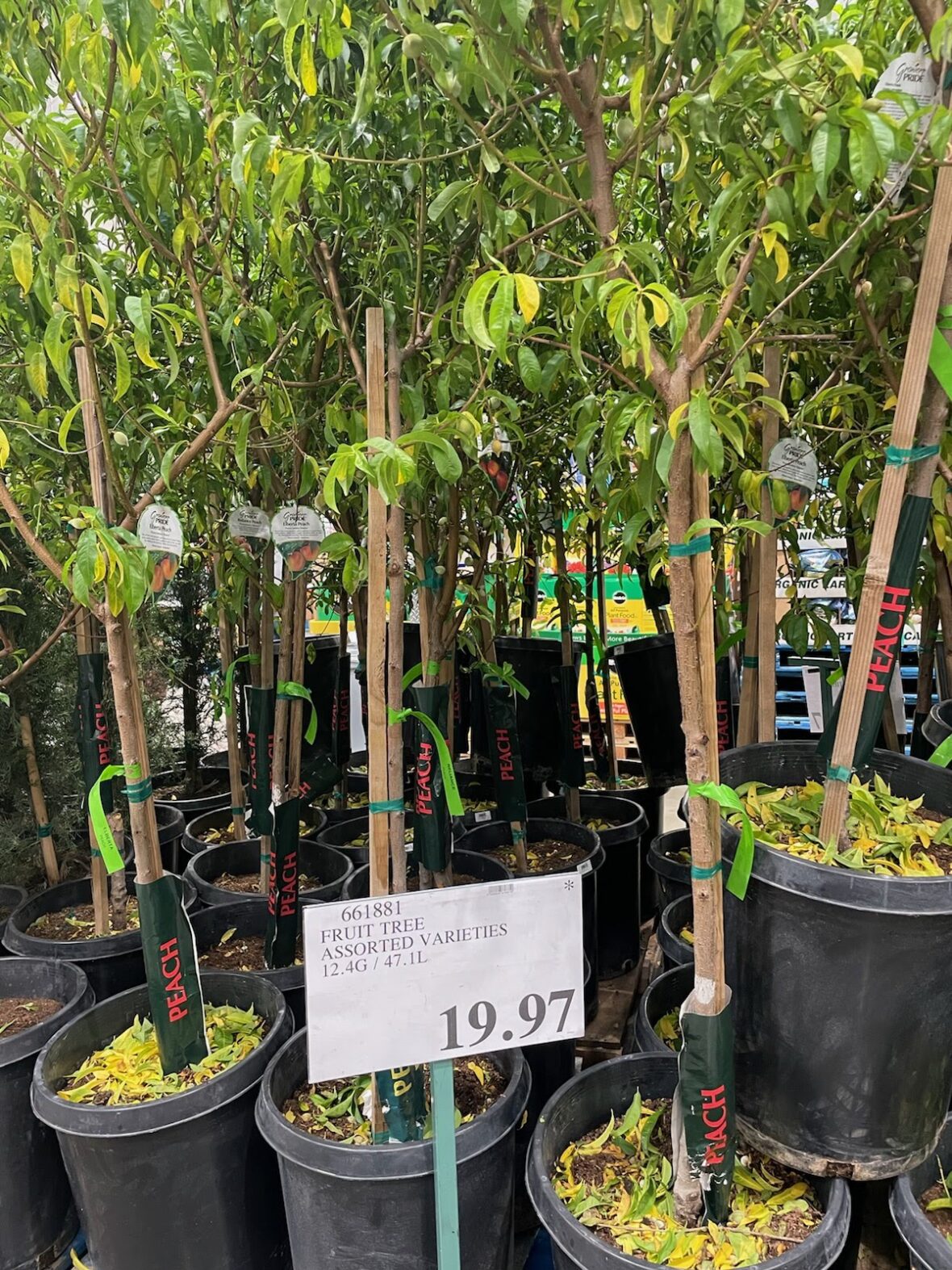 Fruit-Tree-Assorted-Varieties-661881