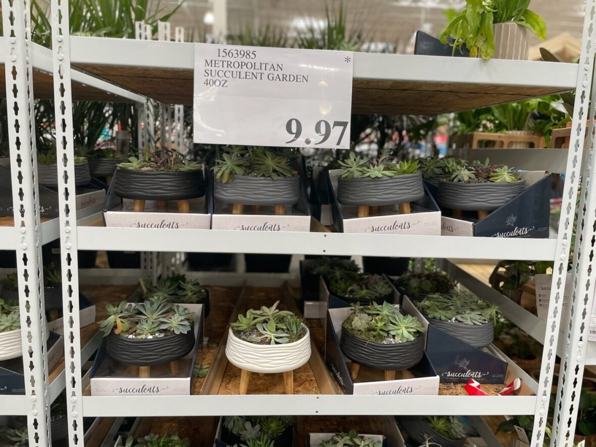 Metropolitan-Succulent-Garden-1563985