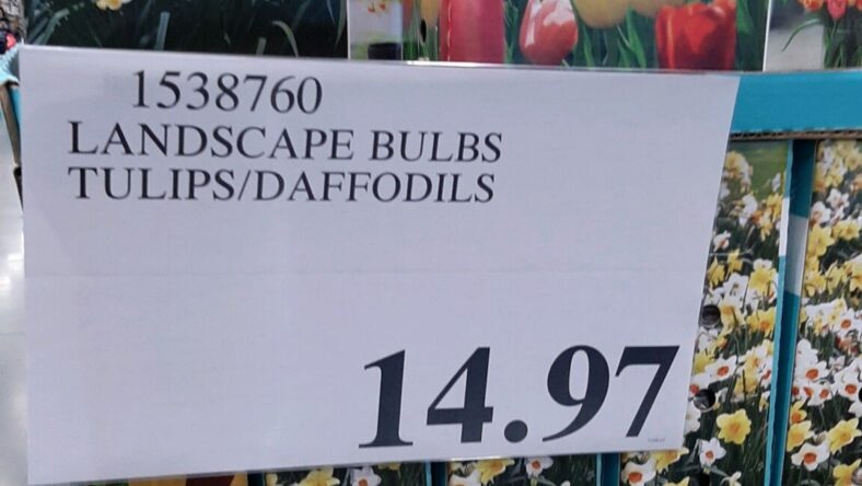 Landscape-Bulbs-Tulips-Daffodils-1538760
