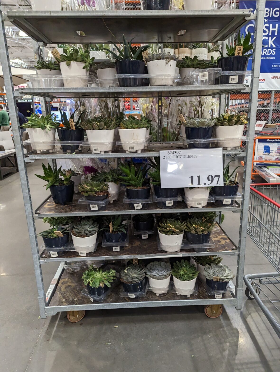 Costco Succulents Clearance