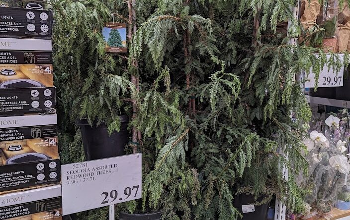 Sequoia-Redwood-Trees-52781
