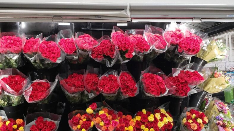 2-Dozen-Premium-Roses-1109194-Sand City, CA