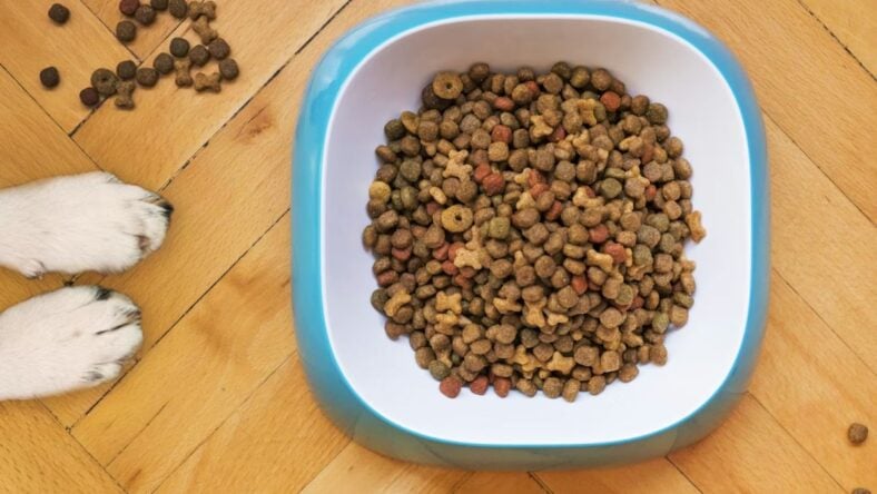 Best Costco Dog Food Unsplash