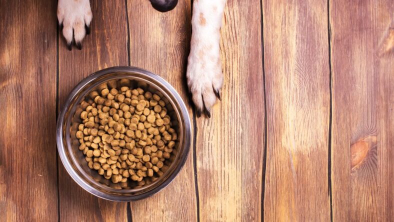 Best Costco Dog Food, food bowl, dog food, dog paws, Credit Deposit Photos