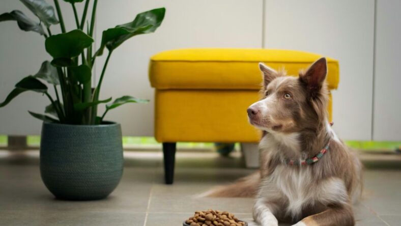 Costco Pet Supplies Unsplash