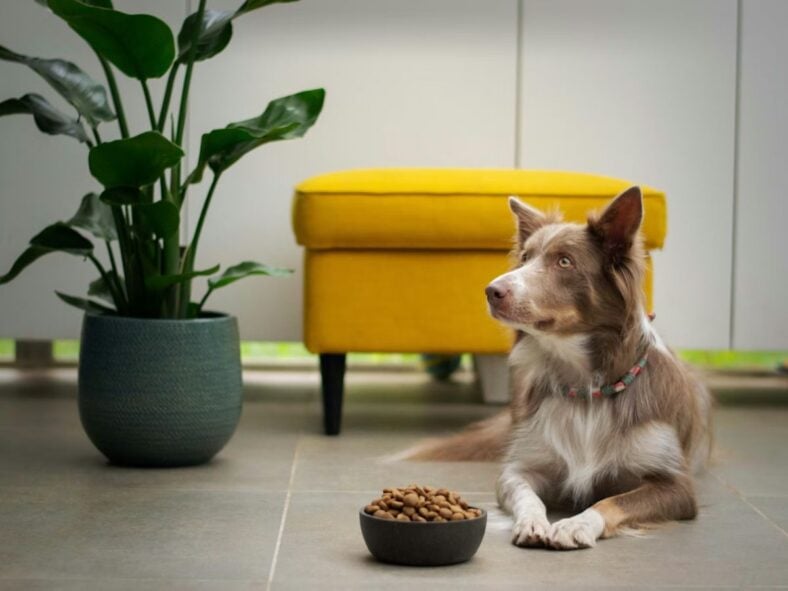 Costco Pet Supplies Unsplash