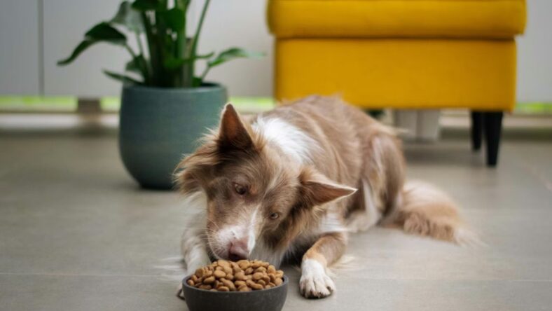 Kirkland Signature Dog Food Unsplash
