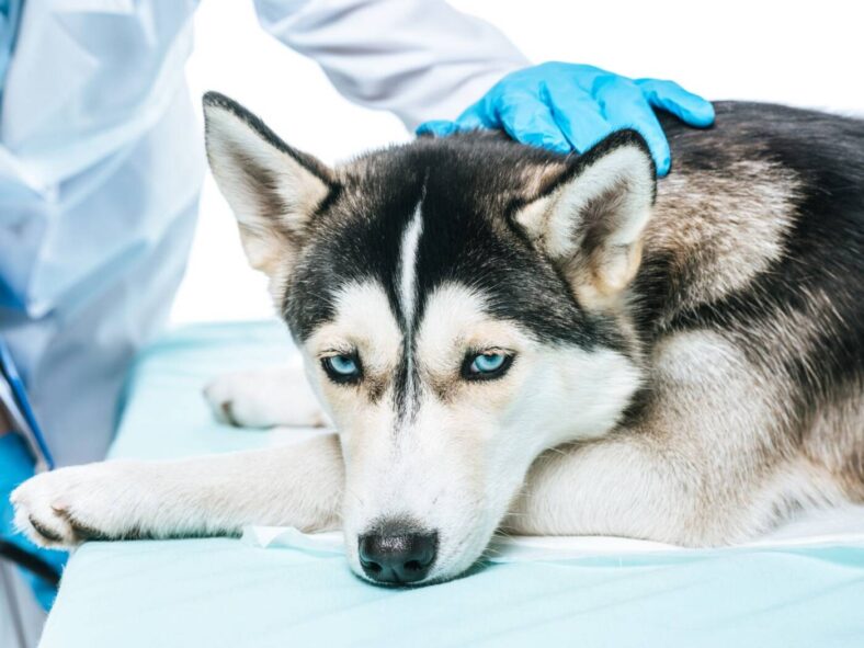 Costco Pharmacy, credit Depositphotos