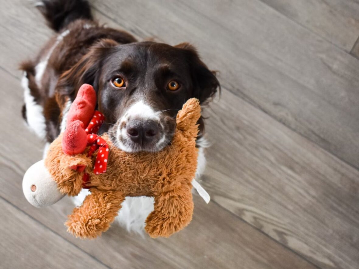 Best Costco Dog Toys Unsplash