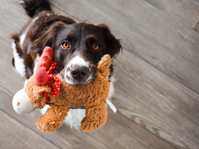 Best Costco Dog Toys Unsplash