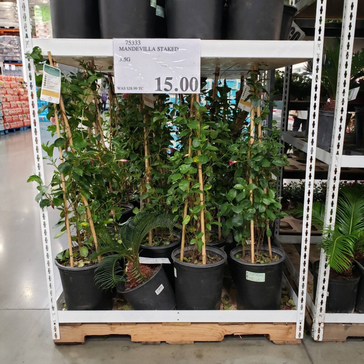 Mandevilla-Staked-3.5g-75333-Pacoima, CA