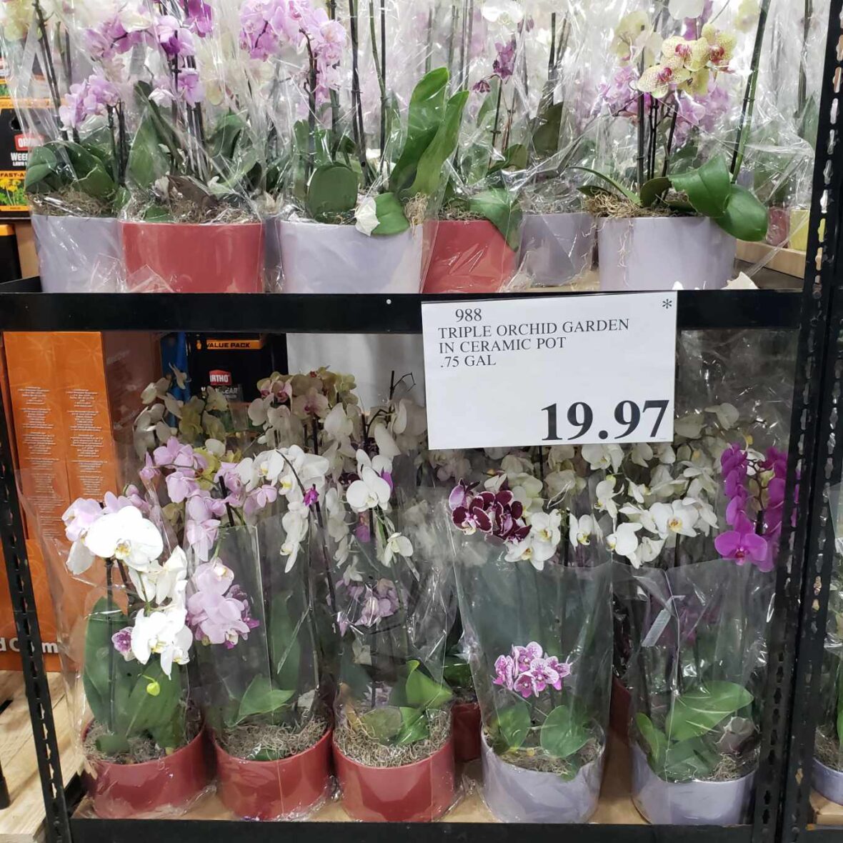 Triple-Orchid-Garden-in-Ceramic-Pot-988-La Quinta, CA