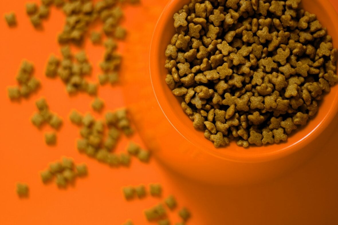 cat food in orange bowl
