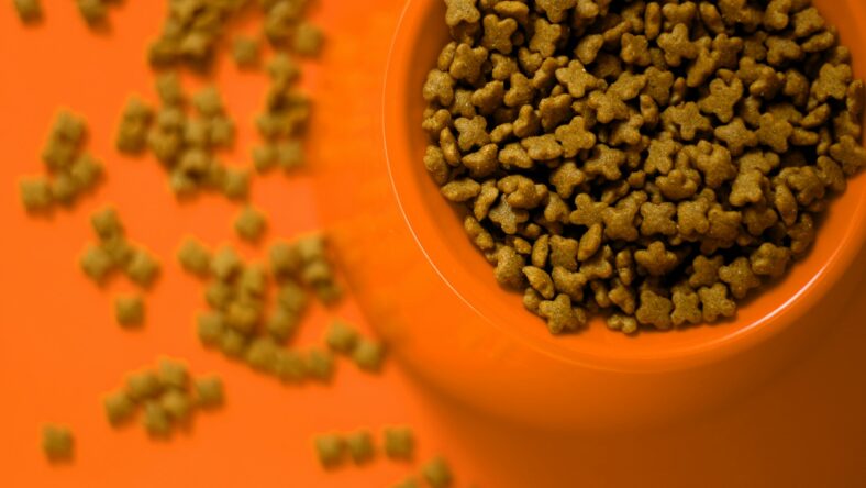 cat food in orange bowl