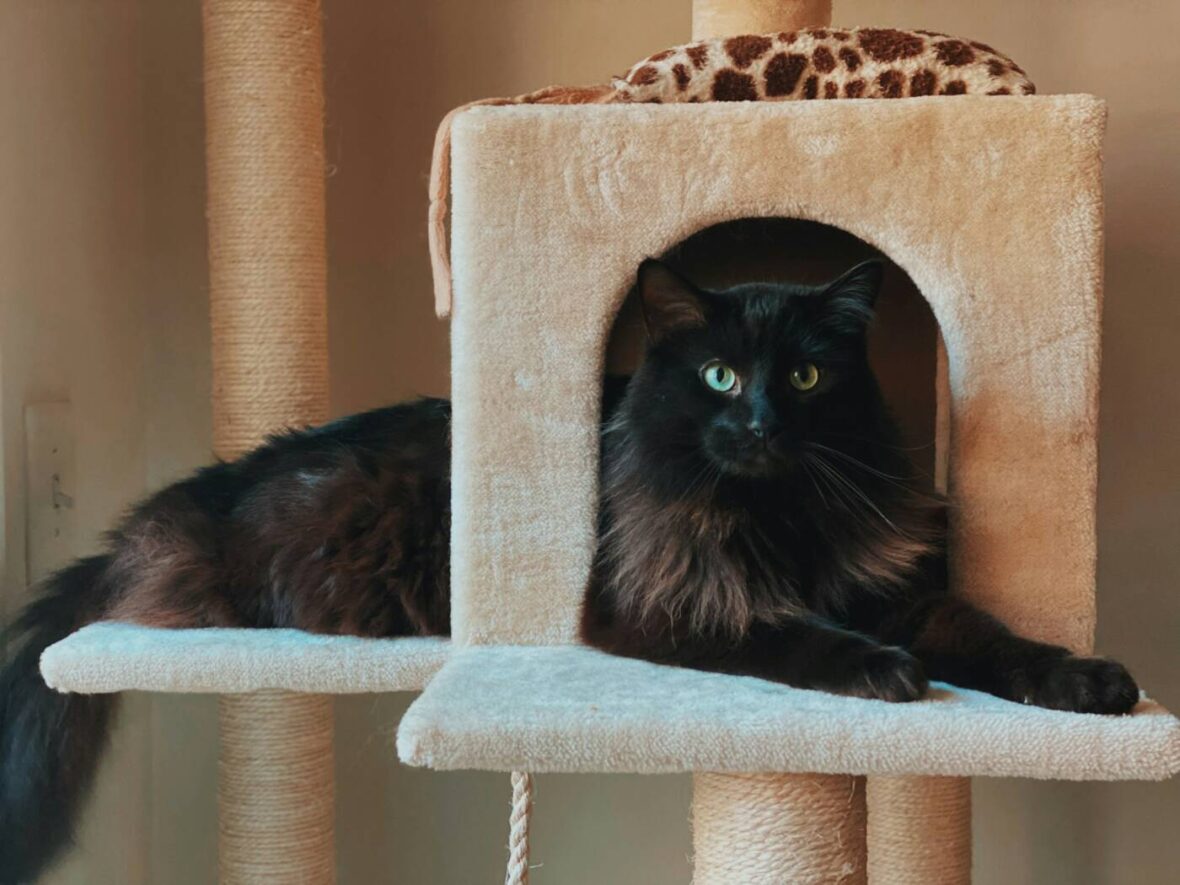 cat furniture Costco: Costco cat furniture