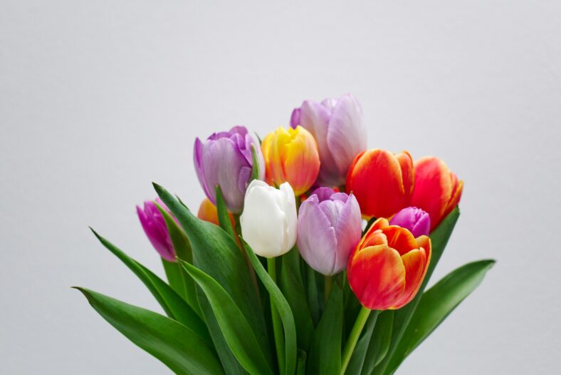 multicolor tulips