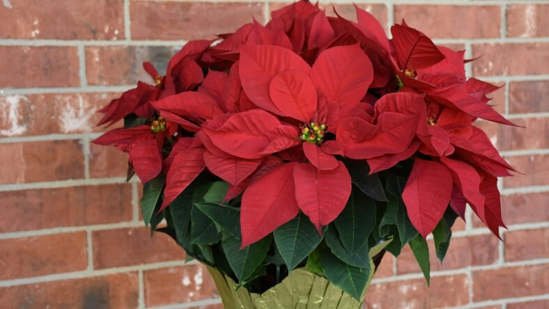 poinsettas