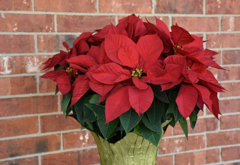 poinsettas