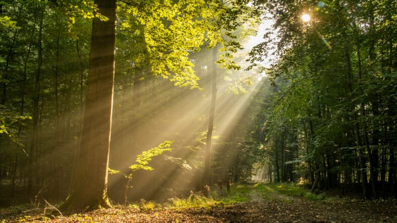 sunrise in the woods