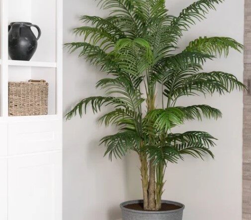 Fake Plant, Costco