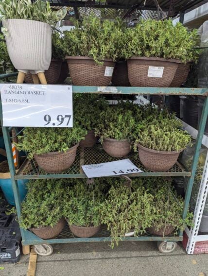 Hanging-Basket-48039-Concord, CA