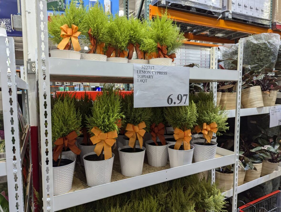 Lemon-Cypress-Topiary-522717-Livermore, CA