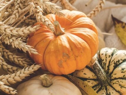 Unsplash Best Fall Finds at Costco