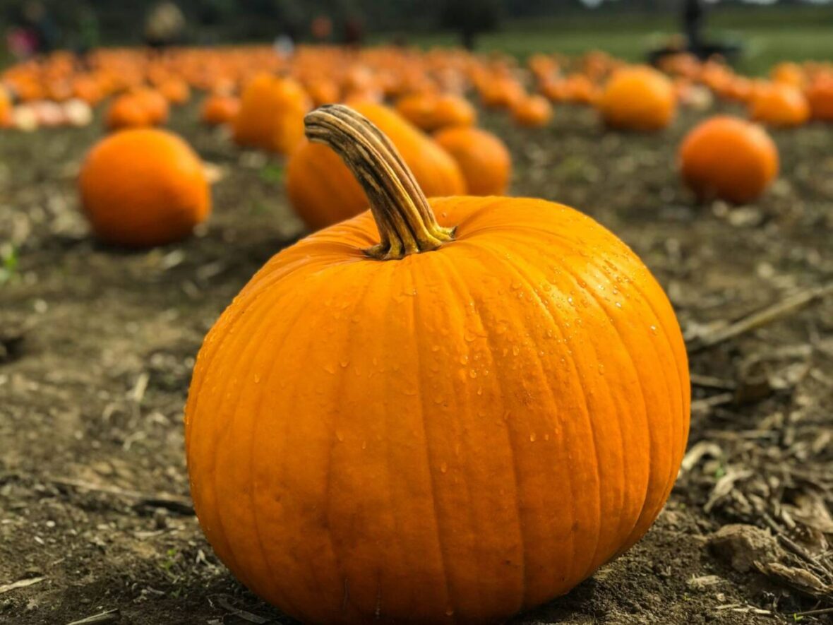 Best Pumpkin Products at Costco, Unsplash