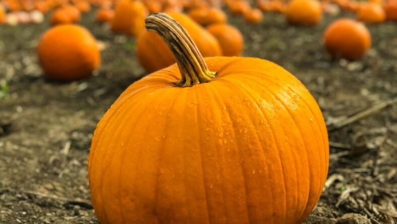Best Pumpkin Products at Costco, Unsplash