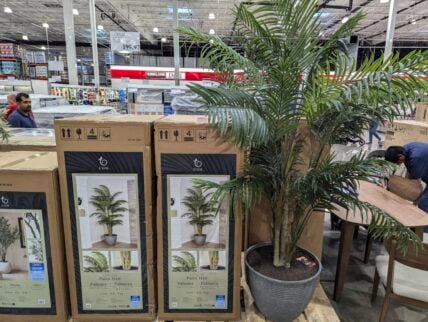 C.G.-Hunter-Faux-8'-Areca-Palm-Tree-1783155-Livermore, CA