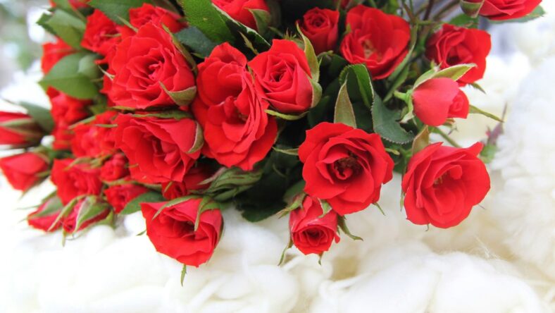 Rose Bouquet Costco, Unsplash