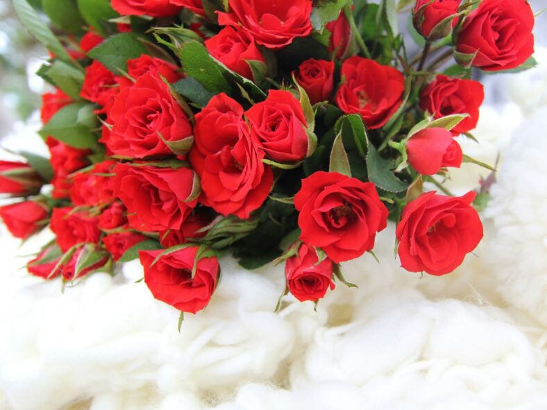 Rose Bouquet Costco, Unsplash