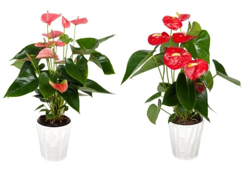 Anthurium Costco Plants