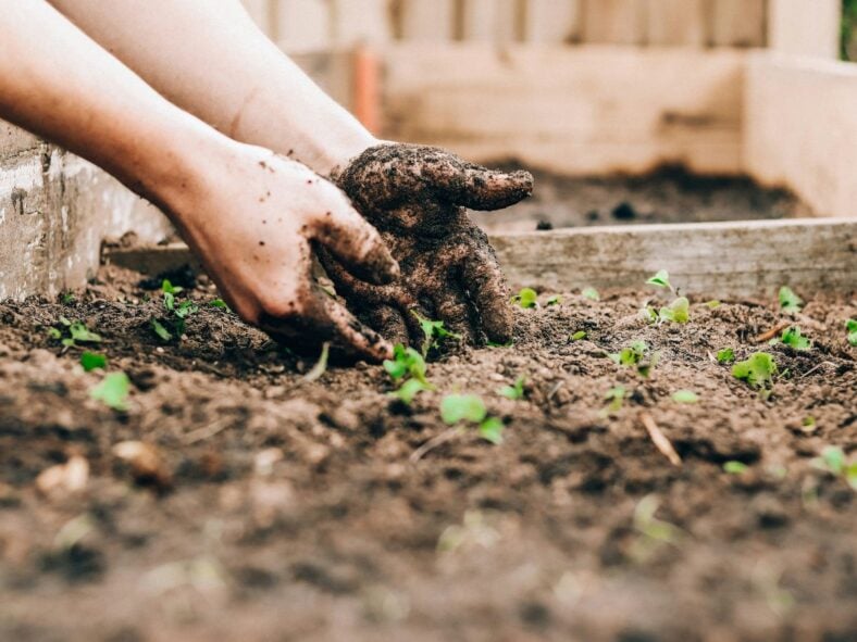 Best Costco Gardening Products Unsplash